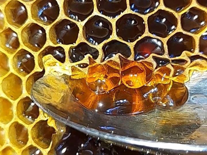 Honey-house “kastrioti” Përmet