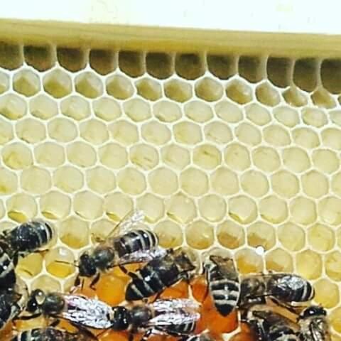 Séjour chez l'habitant Honey-house “kastrioti” Përmet