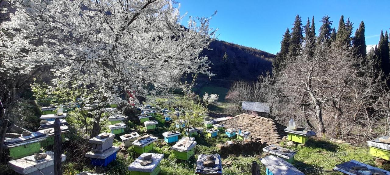 Honey-house “kastrioti” Accommodatie bij particulieren